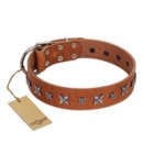 "Star Shine" Exclusive FDT Artisan Tan Leather Belgian Malinois Collar with Silver-Like Adornments