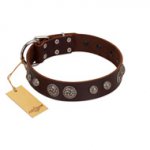 "Choco Brownie" FDT Artisan Brown Leather Belgian Malinois Collar Adorned with Silver-Like Conchos