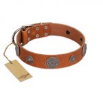 "Foxy Nature" FDT Artisan Tan Leather Belgian Malinois Collar with Chrome Plated Brooches