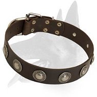 Leather Collar with silver conchos for Belgian Malinois