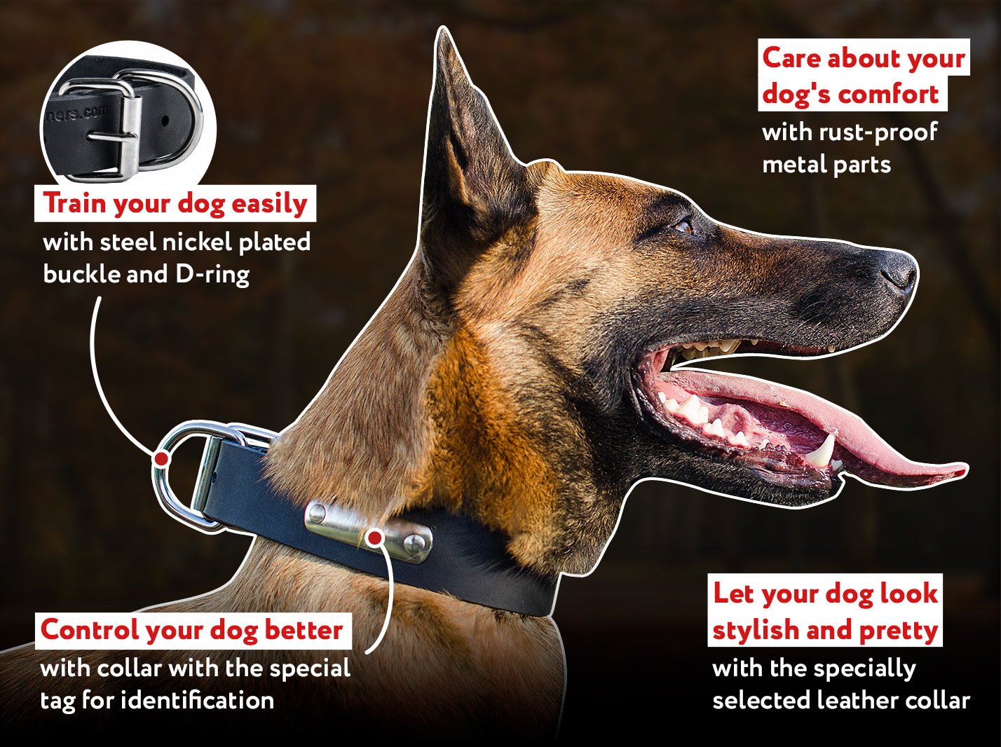 Magnificent Malinois Leather Collar With ID Tag Magnificent Malinois Leather Collar With ID Tag
