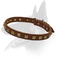 Studded Leather Collar for Belgian Malinois