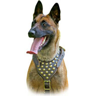 Handcrafted Studded Leather Harness for Belgian Malinois