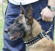 Black Nylon Collar with 2 rows of spikes for Belgian Malinois