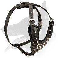 Gorgeous Leather Harness with pyramids for Belgian Malinois