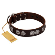 "High and Mighty" FDT Artisan Classy Brown Leather Belgian Malinois Collar with Embellished Brooches