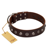 "Dark Chocolate" Handmade FDT Artisan Brown Leather Belgian Malinois Collar with Studs