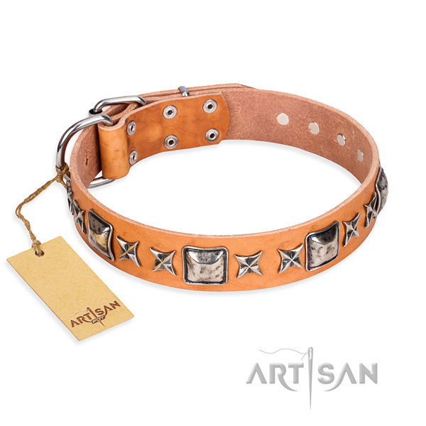 Fancy walking dog collar of top notch natural leather with embellishments