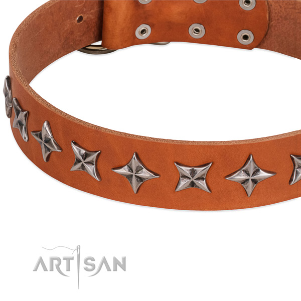 Fancy walking embellished dog collar of finest quality full grain genuine leather