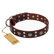 "Pirate Treasure" FDT Artisan Exciting Brown Leather Belgian Malinois Collar with Studs