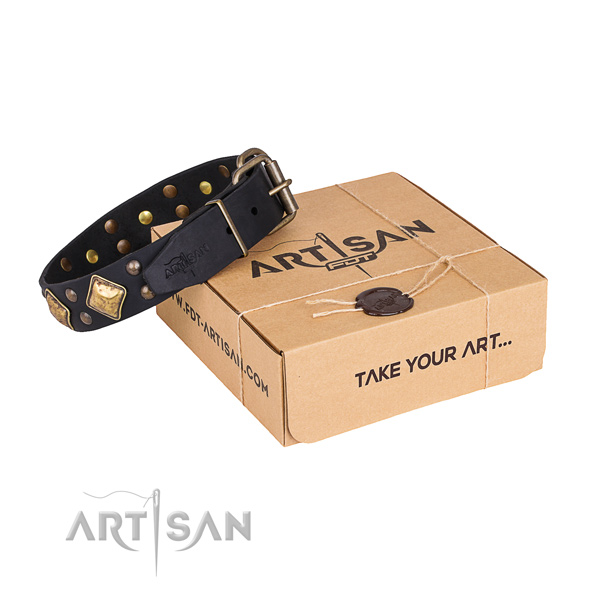 Everyday use dog collar with Amazing rust-proof adornments