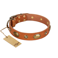 "Visual Magic" FDT Artisan Tan Leather Belgian Malinois Collar for Daily Activities