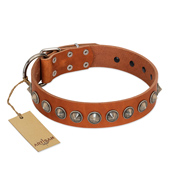 "Silver Spike" Handmade FDT Artisan Tan Leather Belgian Malinois Collar with Old Silver-Like Spikes