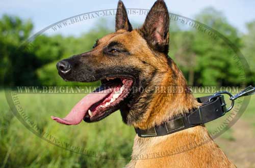 Exlusive Malinois Leather Collar