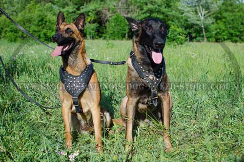 Awesome Belgian Malinois Leather Harness