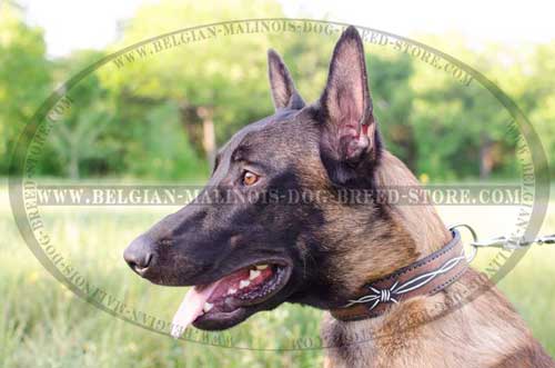 Fashionable Belgian Malinois Leather Collar