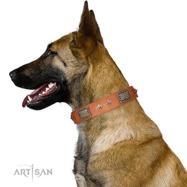 Daily walking dog collar of genuine leather with inimitable embellishments