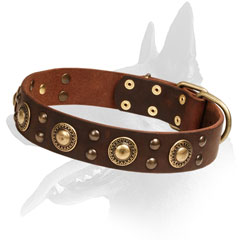 Leather Collar With Brass Studs for Belgian Malinois