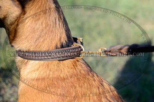 D-ring on Belgian Malinois leather collar