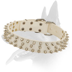 Belgian Malinois collar leather with rust proof spikes