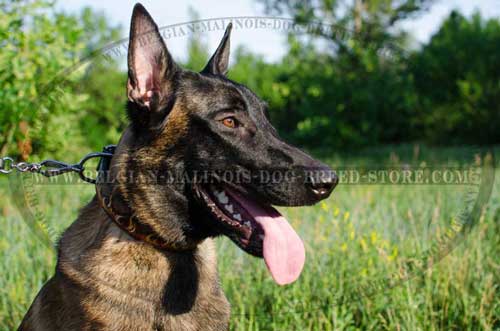 Painted Belgian Malinois Leather Collar