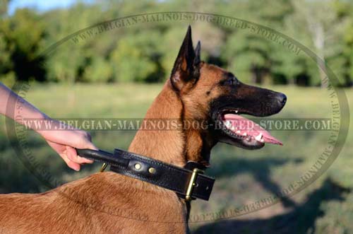 Walking Belgian Malinois leather collar with handle