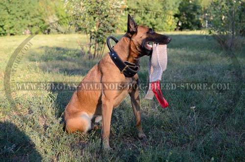 Everyday use Belgian Malinois leather collar