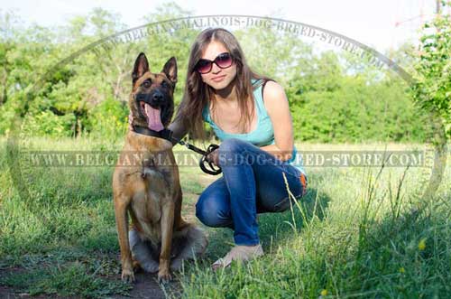 Walking Belgian Malinois Leather Collar