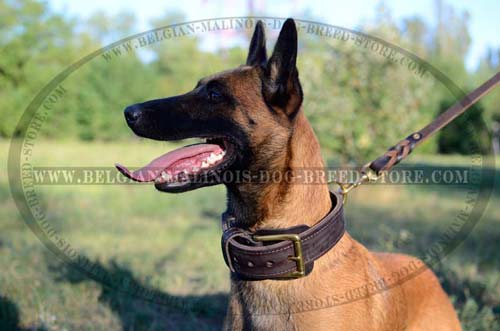 Belgian Malinois leather everyday collar