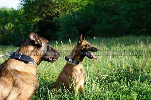 Malinois Leather Collars for Stylish Walking