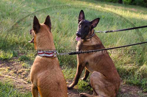 Handpainted Malinois Leather Collars American Flag and barbed Wire