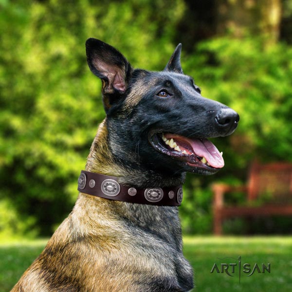 Belgian Malinois comfortable wearing leather collar for your impressive dog