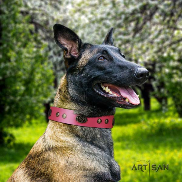 Belgian Malinois easy wearing full grain genuine leather collar for your stylish pet