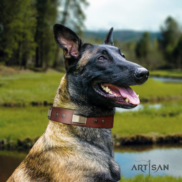 Belgian Malinois comfy wearing genuine leather collar for your attractive canine