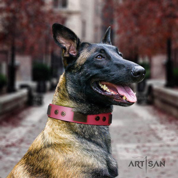 Belgian Malinois daily use leather collar for your lovely four-legged friend