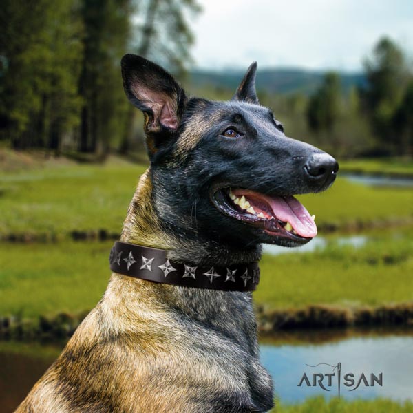 Belgian Malinois comfy wearing leather collar for your beautiful pet