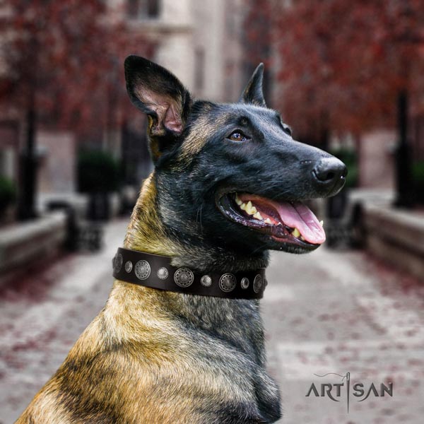 Belgian Malinois fancy walking full grain leather collar for your handsome canine