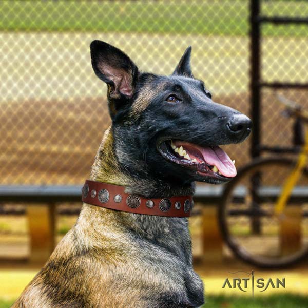 Belgian Malinois daily walking full grain genuine leather collar for your beautiful pet