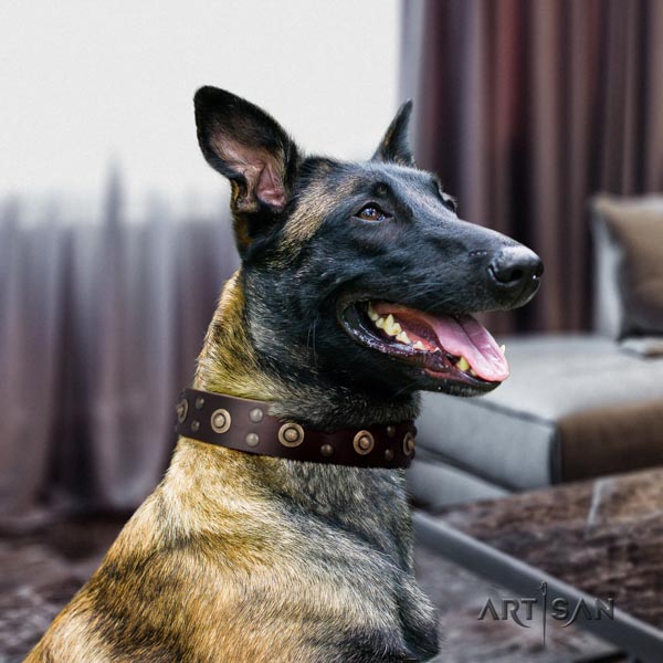 Belgian Malinois everyday use genuine leather collar for your impressive canine