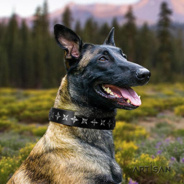 Belgian Malinois comfortable wearing full grain natural leather collar for your beautiful doggie