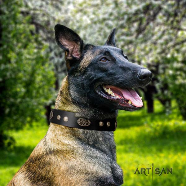 Belgian Malinois daily use full grain natural leather collar for your impressive doggie