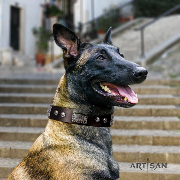 Belgian Malinois comfy wearing natural leather collar for your lovely four-legged friend