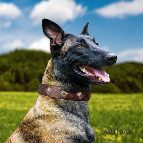 Belgian Malinois everyday use full grain natural leather collar for your handsome doggie