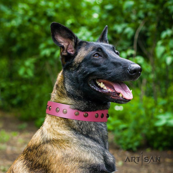 Belgian Malinois everyday walking full grain leather collar for your impressive doggie