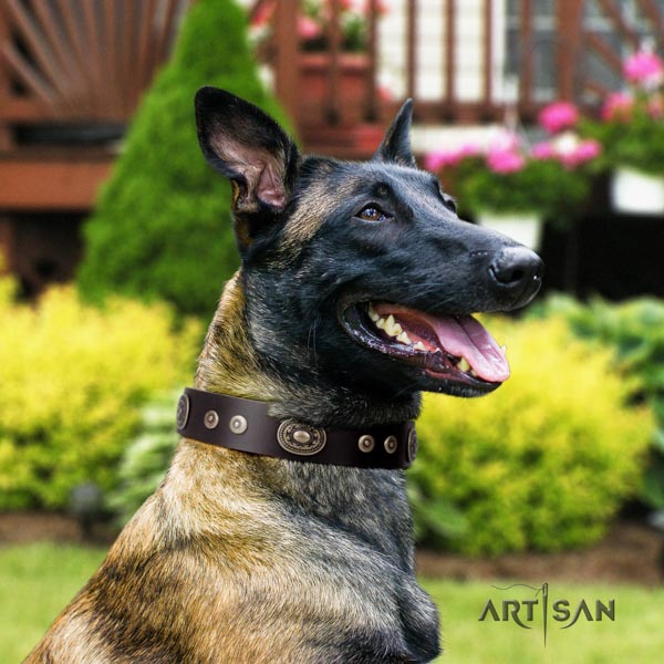 Belgian Malinois handy use leather collar for your attractive four-legged friend