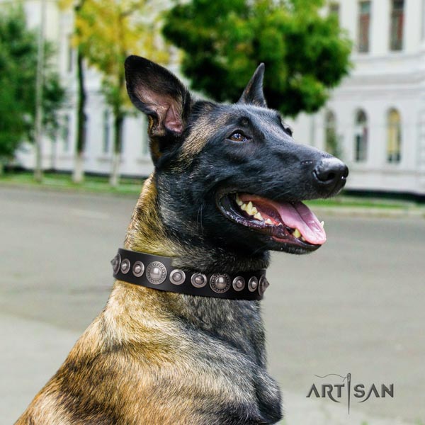 Belgian Malinois walking natural leather collar for your handsome pet