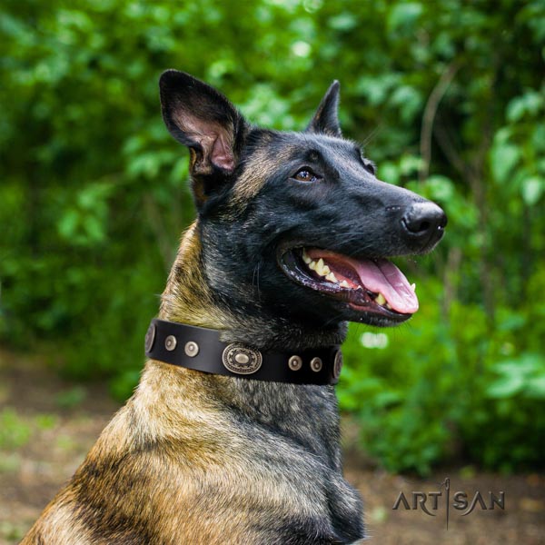 Belgian Malinois easy wearing full grain leather collar for your handsome dog