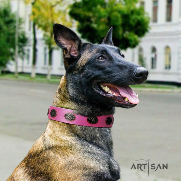 Belgian Malinois daily use full grain leather collar for your stylish four-legged friend