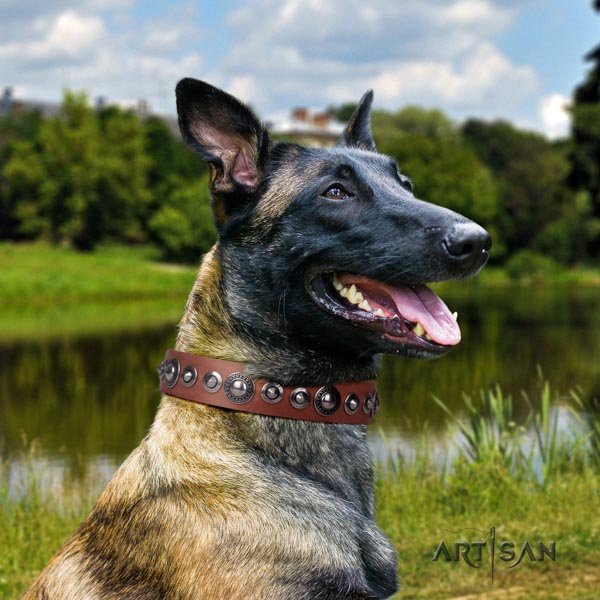 Belgian Malinois comfortable wearing full grain genuine leather collar for your stylish four-legged friend