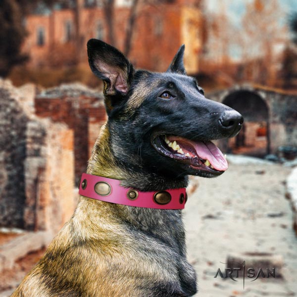 Belgian Malinois comfy wearing leather collar for your attractive four-legged friend